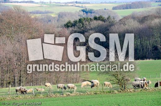 Schaf (53 von 61).jpg